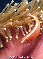 Pink anemonefish (amphiprion perideraion).  G9/DS160. by Richard Witmer 
